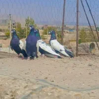 چهار عدد سینه سیاه کلایی