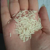 برنج ندای کشاورز از دل شمال (مازندران)
