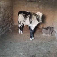 گوساله نر مناسب برای پروار|حیوانات مزرعه|زیرکوه, |دیوار