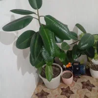 گل خوشکل قشنگ|گل و گیاه طبیعی|بوکان, |دیوار