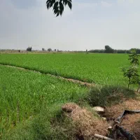 زمین با موقعیت ممتاز