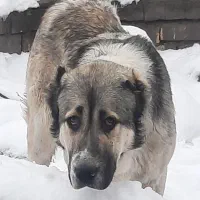 سگ افغان .پژدر