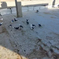 سیاه پوش پرنده