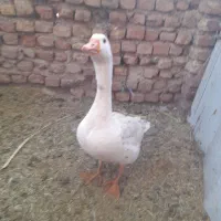 قوغاز