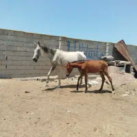 اسب|اسب و تجهیزات اسبسواری|بندر ترکمن, |دیوار