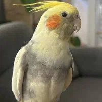 عروس هلندی (زیبا و سخنگو)