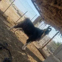 پازن ترکی