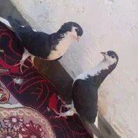 پرنده|پرنده|اهواز, کوی طلاب|دیوار