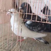 4 کبوتر جوانه ساده