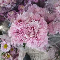 داوودی فقط ۴۵ت|گل و گیاه طبیعی|مشهد, مشکینی (شهرک غرب)|دیوار