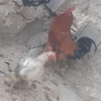 مرغ و خروس محلی