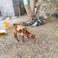 کهره نهر تکاوری|حیوانات مزرعه|بندر دیر, |دیوار