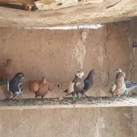 دسته کفتری و تور دستی