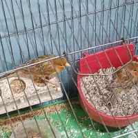 فروش ۱جفت قناری سرخ شتری اماده