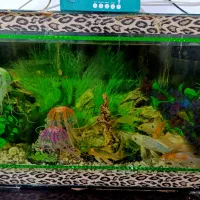 اکواریوم با ماهی ها گل فیش ،کویل تمام لوازم هایش|ماهی|ساوه, |دیوار