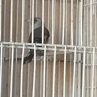 سهره ماده دورگ خشکل|پرنده|رباطکریم, مسکن مهر آبشناسان|دیوار