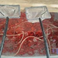 ماهی گلی عمده