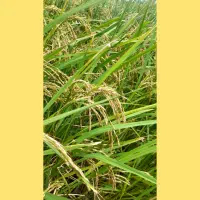 فقط کافیه یه بار استفاده کنی