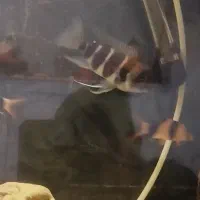 ماهی فرانتوزا لوچ دلقک