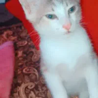 واگذاری گربه نژاد Dsh