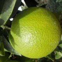 ساعت