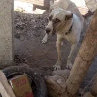 واگذاری حیون ده ماهه|سگ|رضویه, |دیوار