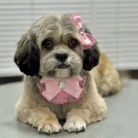 شیتزو سوپر فلت خالص|سگ|قرچک, مهدیه|دیوار