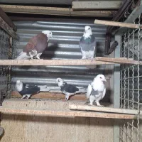 ۷ کبوتر درچه یک