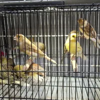 ۱۰ عدد قناری نر اماده