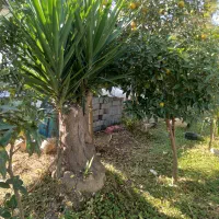 نخل یوکا سیکاس آلوورا افوربیا