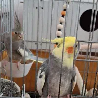 عروس هلندی مولد