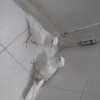 یه جفت جوجه دوکت وسفیدکبوتر