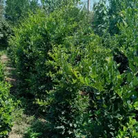 فروش درختچه و نشا یاس هلندی|خدمات باغبانی و درختکاری|چابکسر, |دیوار