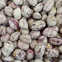 لوبیا چیتی به شرط موجود است