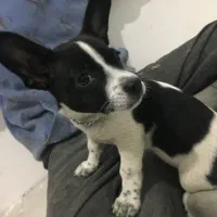 سگ شی وا|سگ|مشهد, نرگس (شهرک غرب)|دیوار