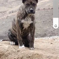 سلام سگ پیتول نر