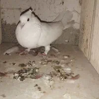 فروش کفتر غریب