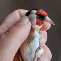 سره وسره قناری قرس بخون|پرنده|ری, سیزده آبان|دیوار