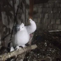 کبوتر تزیینی کاکل