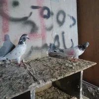 کبوتر کله دم دار