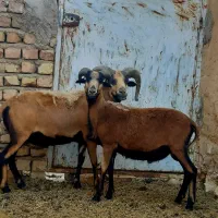 بره قوچ خارجی نر