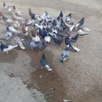 دسته کفتری بی عیب خوب همه رنگ همه مدل|پرنده|شیراز, ارم|دیوار
