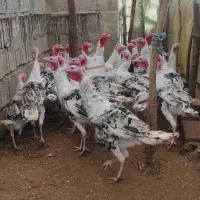 بوقلمون نروماده