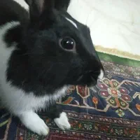 واگذاری خرگوش بامزه