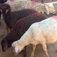 بره سه عدد قرمزا ماده سفید چشم قرمز نر پنج ماهه|حیوانات مزرعه|تبریز, |دیوار
