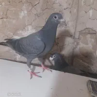 کفتر جوجه زاغ پلاکی