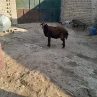 یک راس قوچ افشار جوان