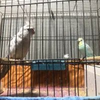 فروش پرنده زینتی