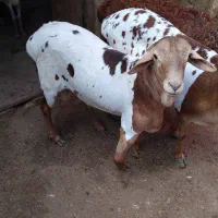 ۳عدد بز|حیوانات مزرعه|قشم, |دیوار