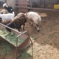 بره نر فروشی